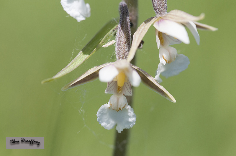Epipactis palustris. Épipactis des marais