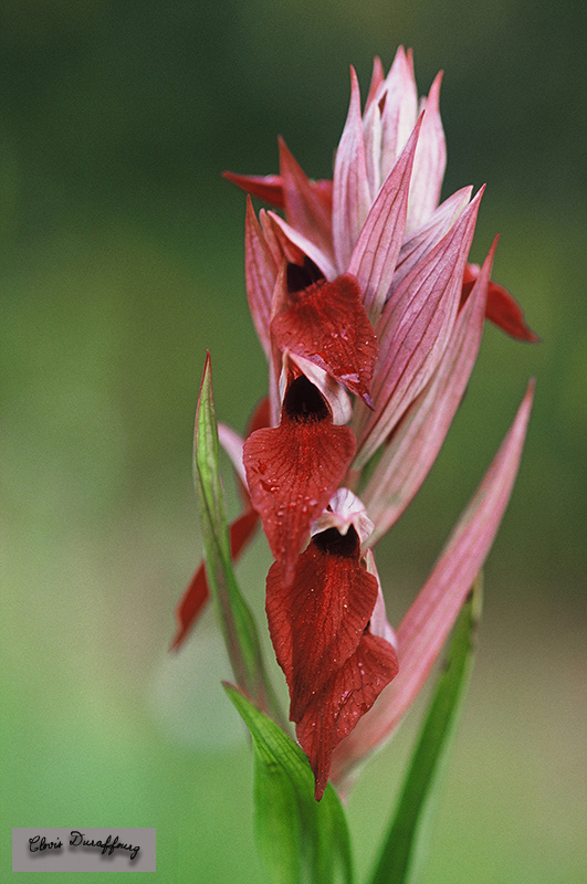 Serapias cordigera. Sérapias en coeur
