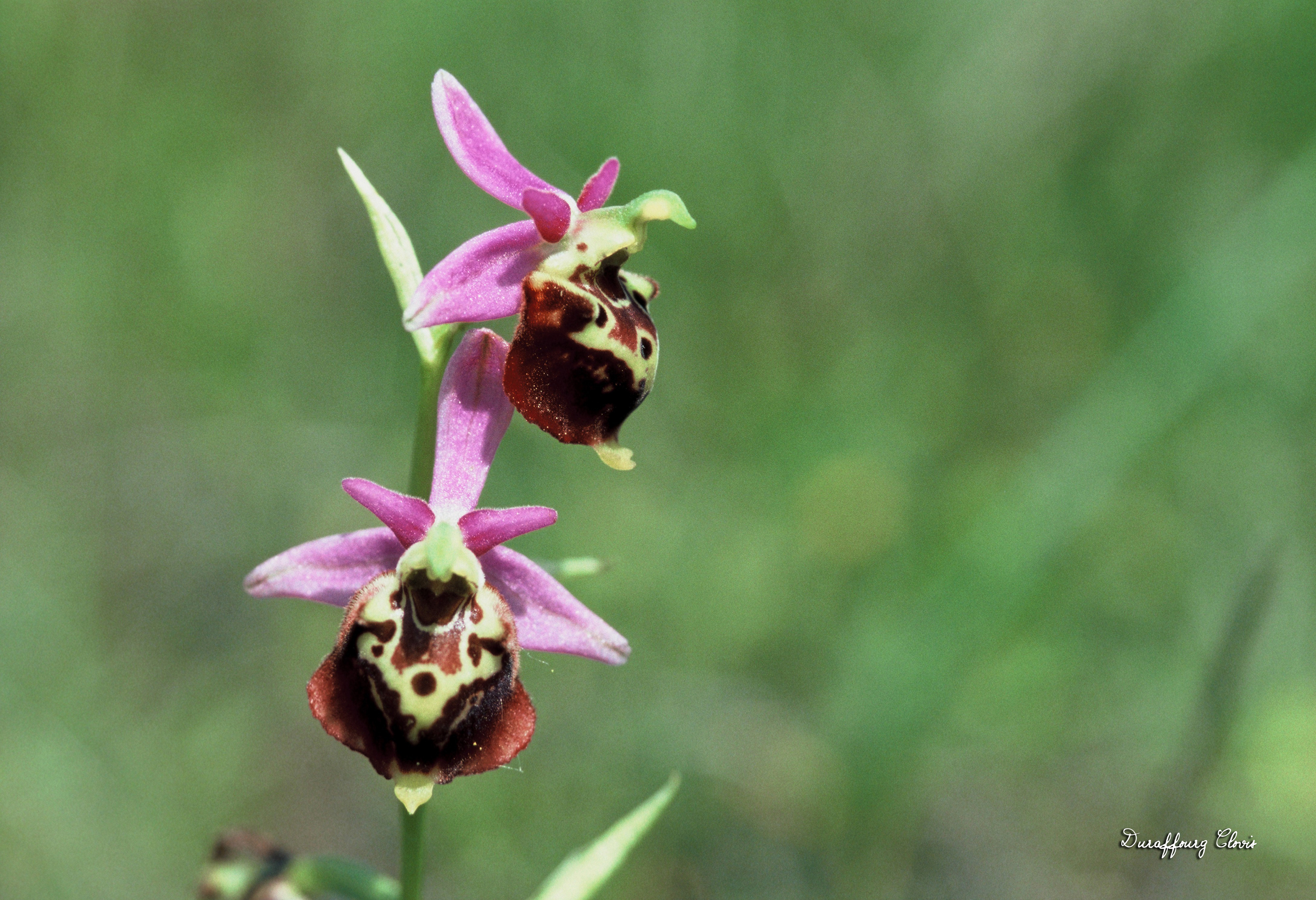 Ophrys fuciflora. Ophrys bourdon