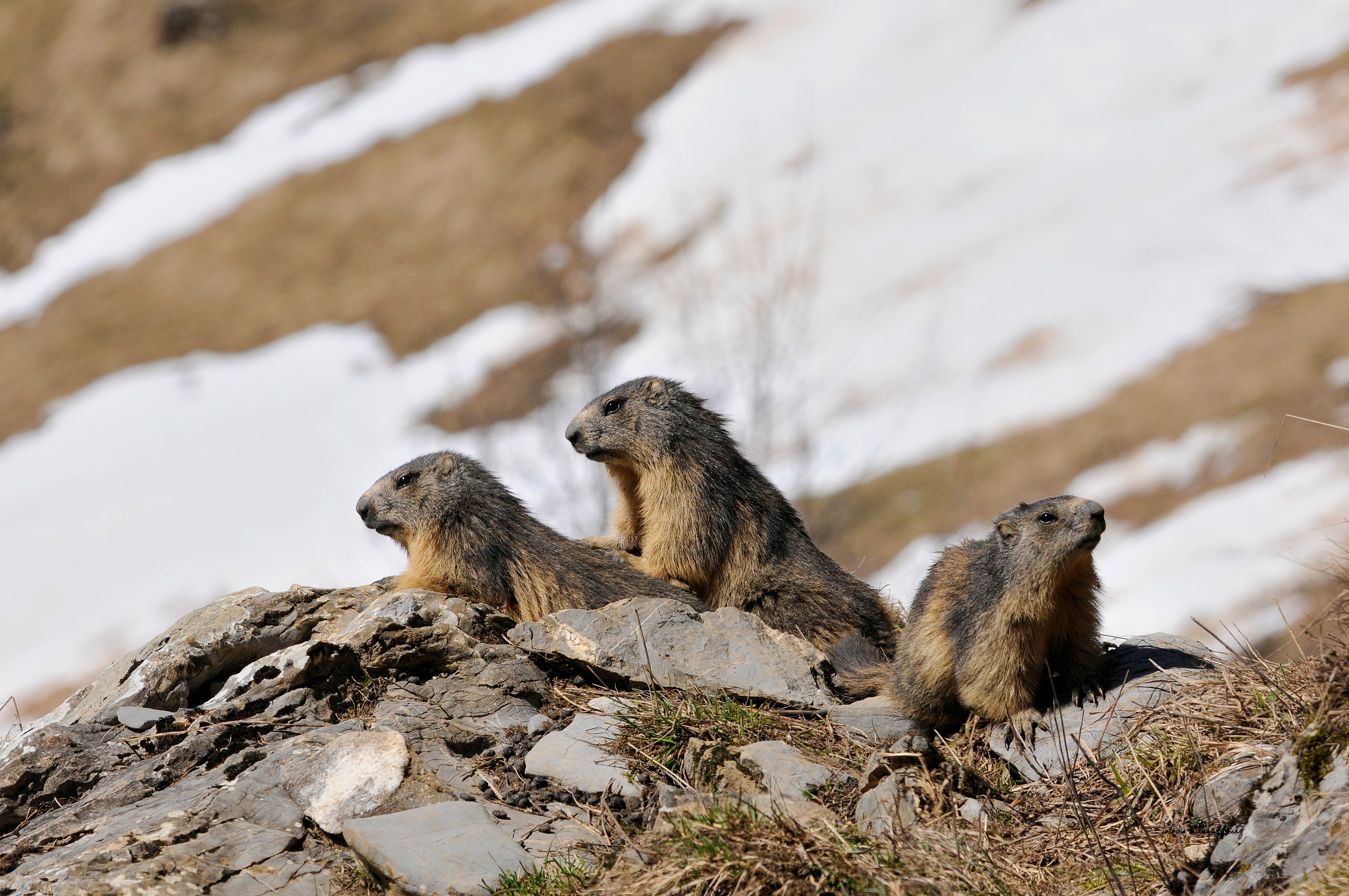 Marmottes