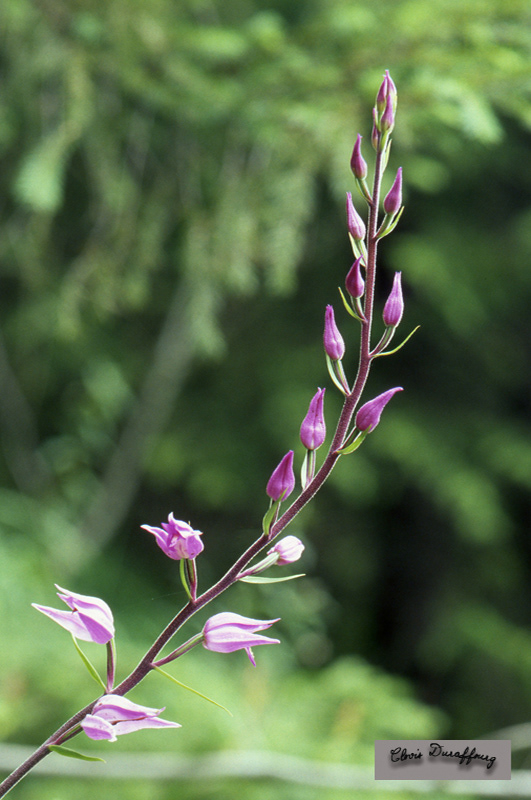 Cephalanthera rubra. Céphalanthére rouge