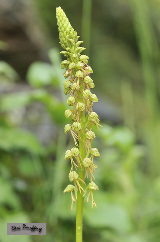 Aceras anthropophorum. Homme-pendu