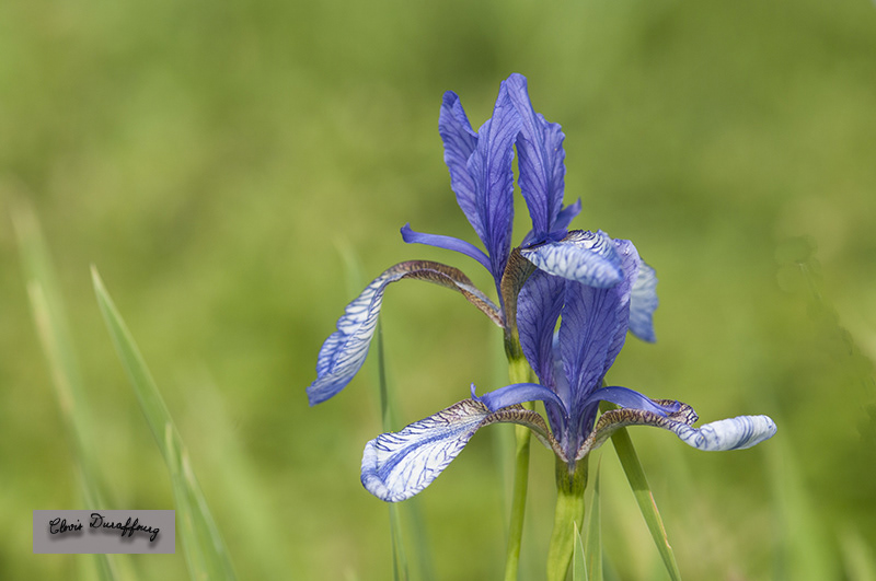 Iris de Sibérie