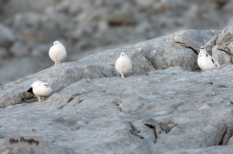 Coqs en fin de mue, et poules en plumage d'hiver
