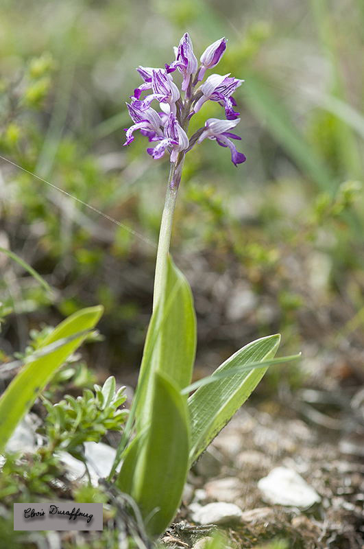 Orchis militaris. Orchis militaire