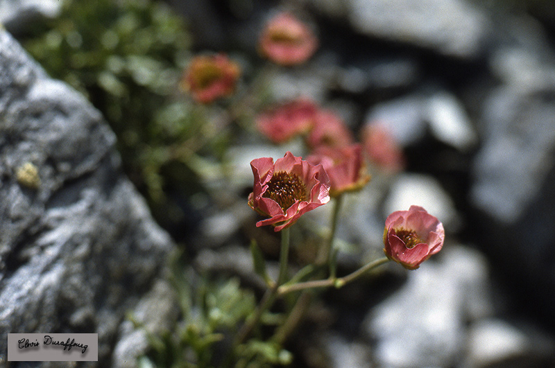 Renoncule des glaciers