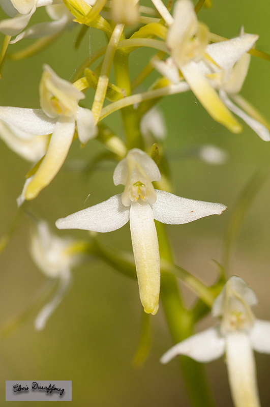 Platanthera bifolia. Platanthère à deux feuilles