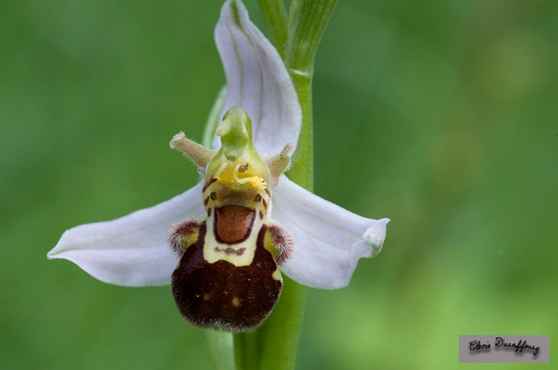 Ophrys apifera. Ophrys abeille