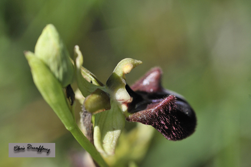 A identifier Ophrys 1