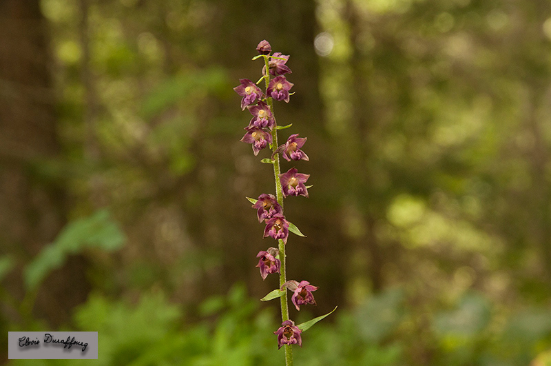 Epipactis atrorubens. Épipactis pourpre noirâtre