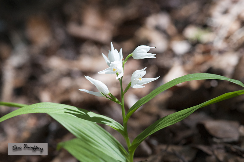 Cephalanthera longifolia. Céphalanthère à longues feuilles