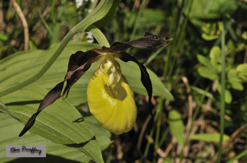 Cypripedium calceolus. Sabot de Vénus