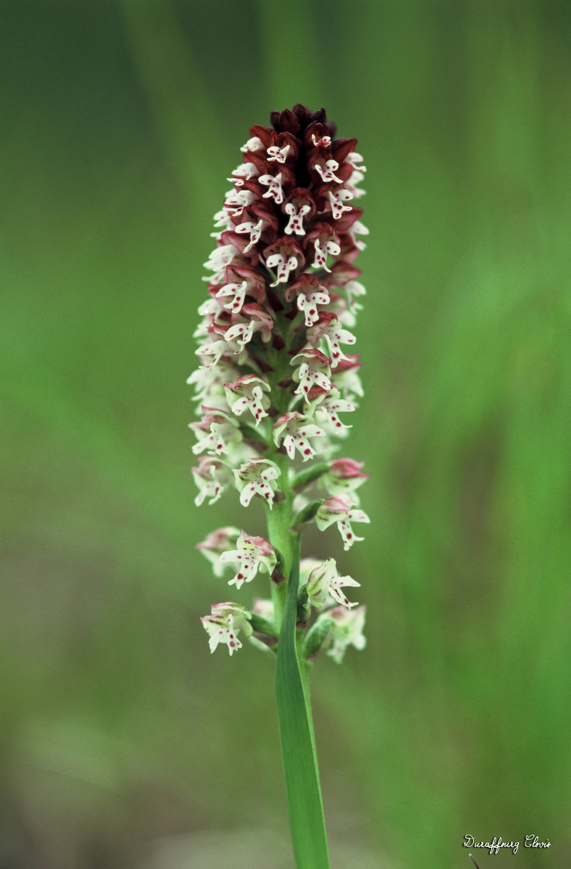 Orchis ustulata. Orchis brûlé