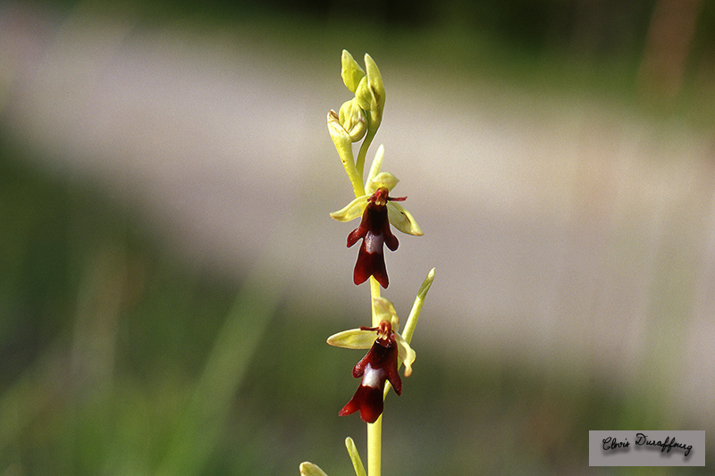 Ophrys insectifera. Ophrys mouche