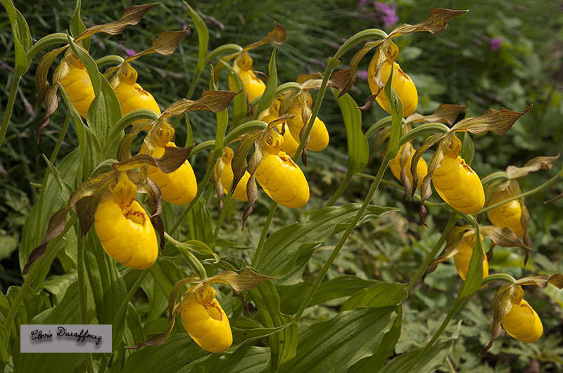 Cypripedium calceolus. Sabot de Vénus FLAVUM extrêmement rare avec ses périanthes jaune verdâtre