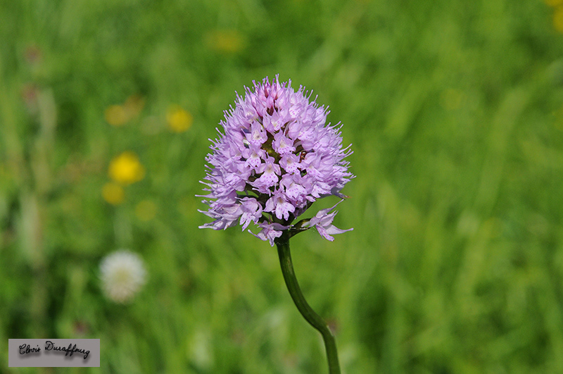 Traunsteinera globasa. Orchis globuleux