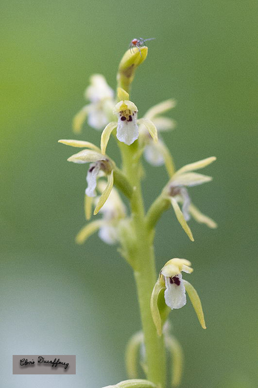 Corallorrhiza trifida. Racine de corail