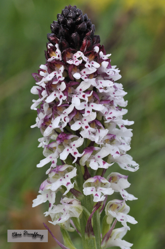 Orchis ustulata. Orchis brûlé