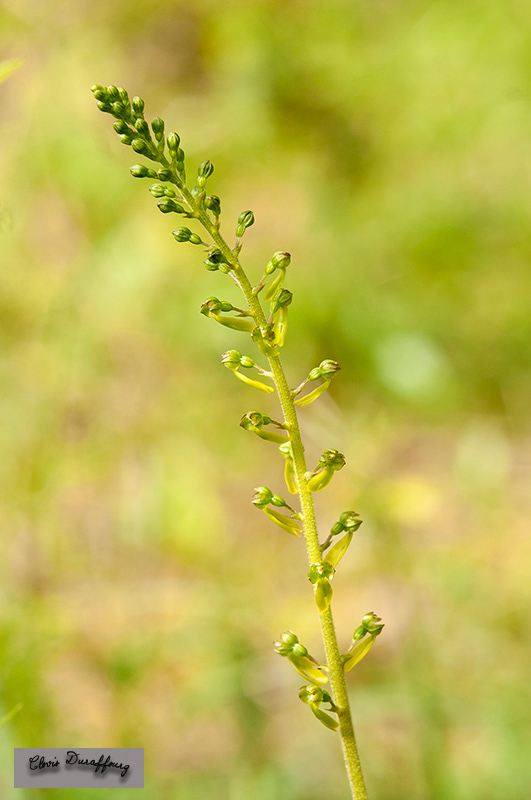 Listera ovata. Listère ovale