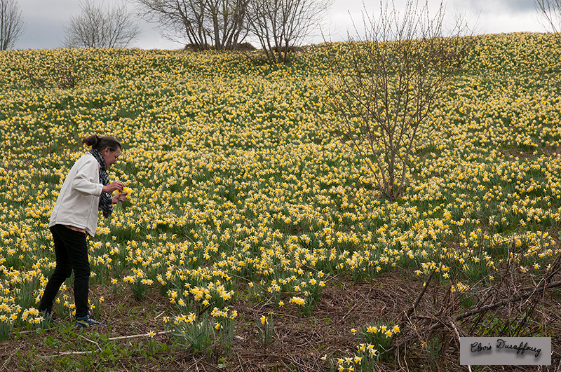 Cueillette d'une poignée de jonquilles