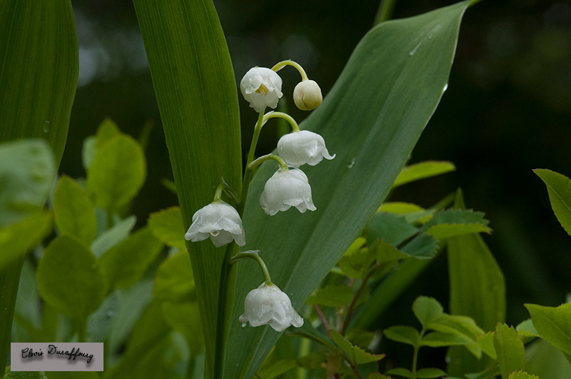 Muguet