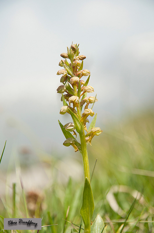 Herminium monorchis. Orchis musc