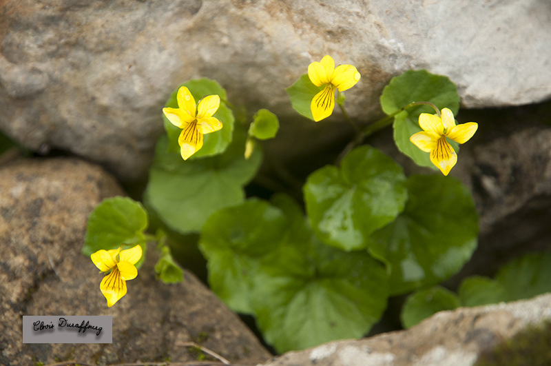 Pensée à deux fleurs