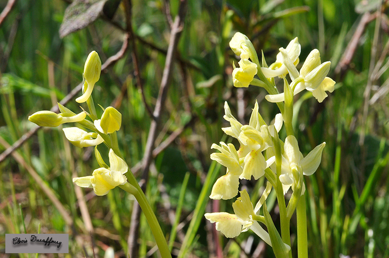 Orchis provincialis. Orchis de Provence