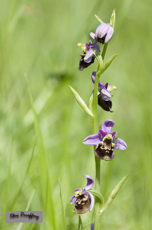 Ophrys fuciflora. Ophrys bourdon