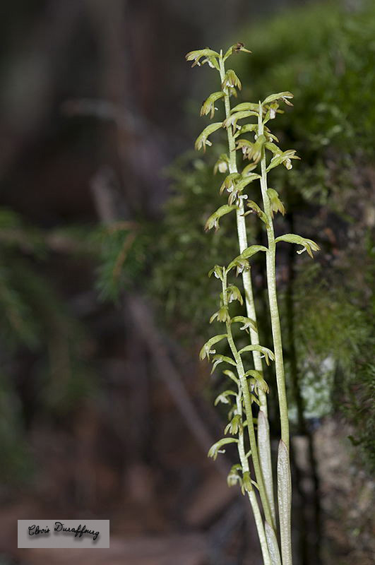 Corallorrhiza trifida. Racine de corail