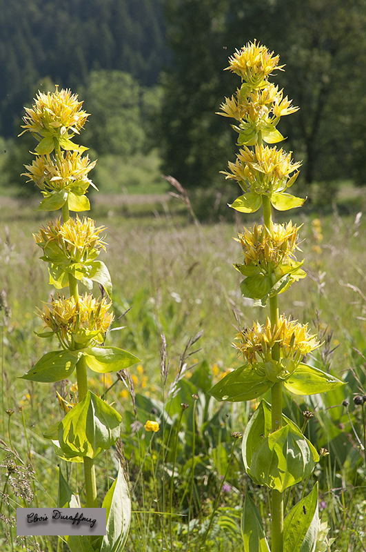 Gentiane jaune