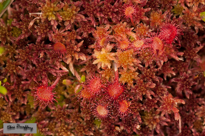 Drosera à feuilles rondes