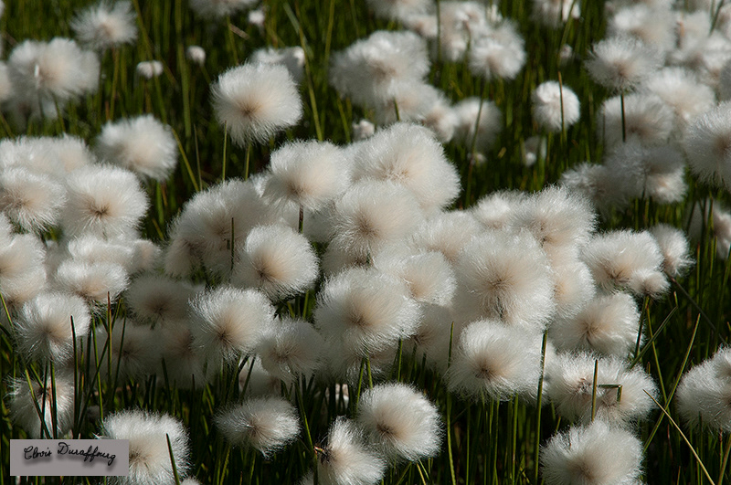 Linaigrette de Scheuchzer