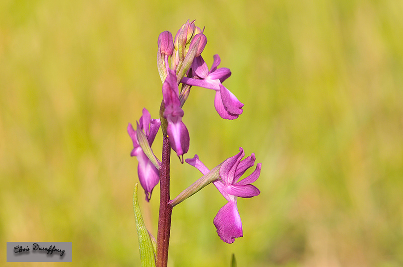 Orchis laxiflora. Orchis à fleurs lâches
