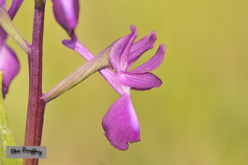 Orchis laxiflora. Orchis à fleurs lâches