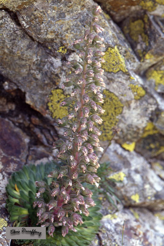 Saxifrage à fleurs multiples