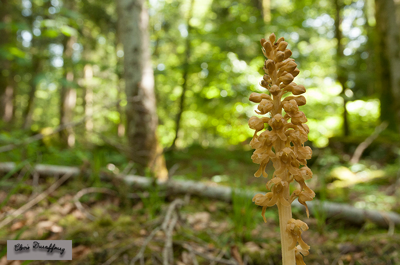 Neottia nidus-avis. Néottie nid d'oiseau