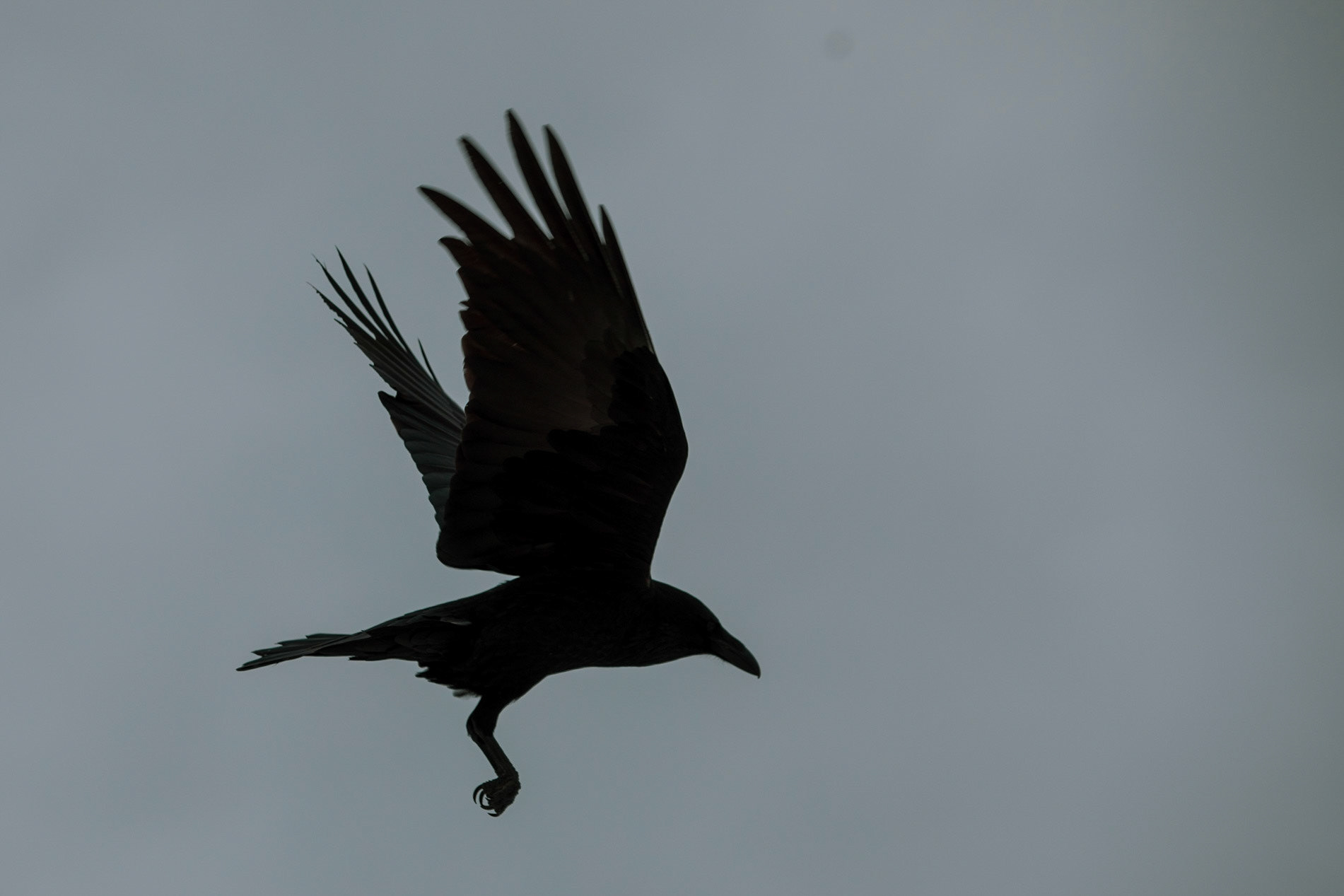 My friend corvus