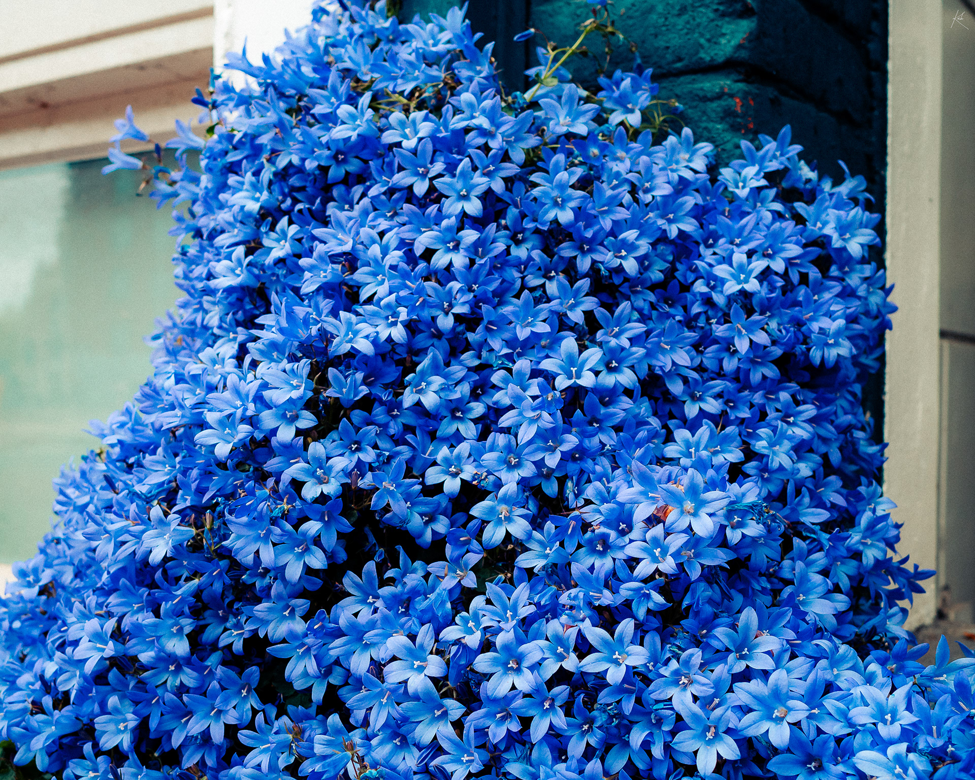 Amsterdam, Pays-bas — Campanula muralis