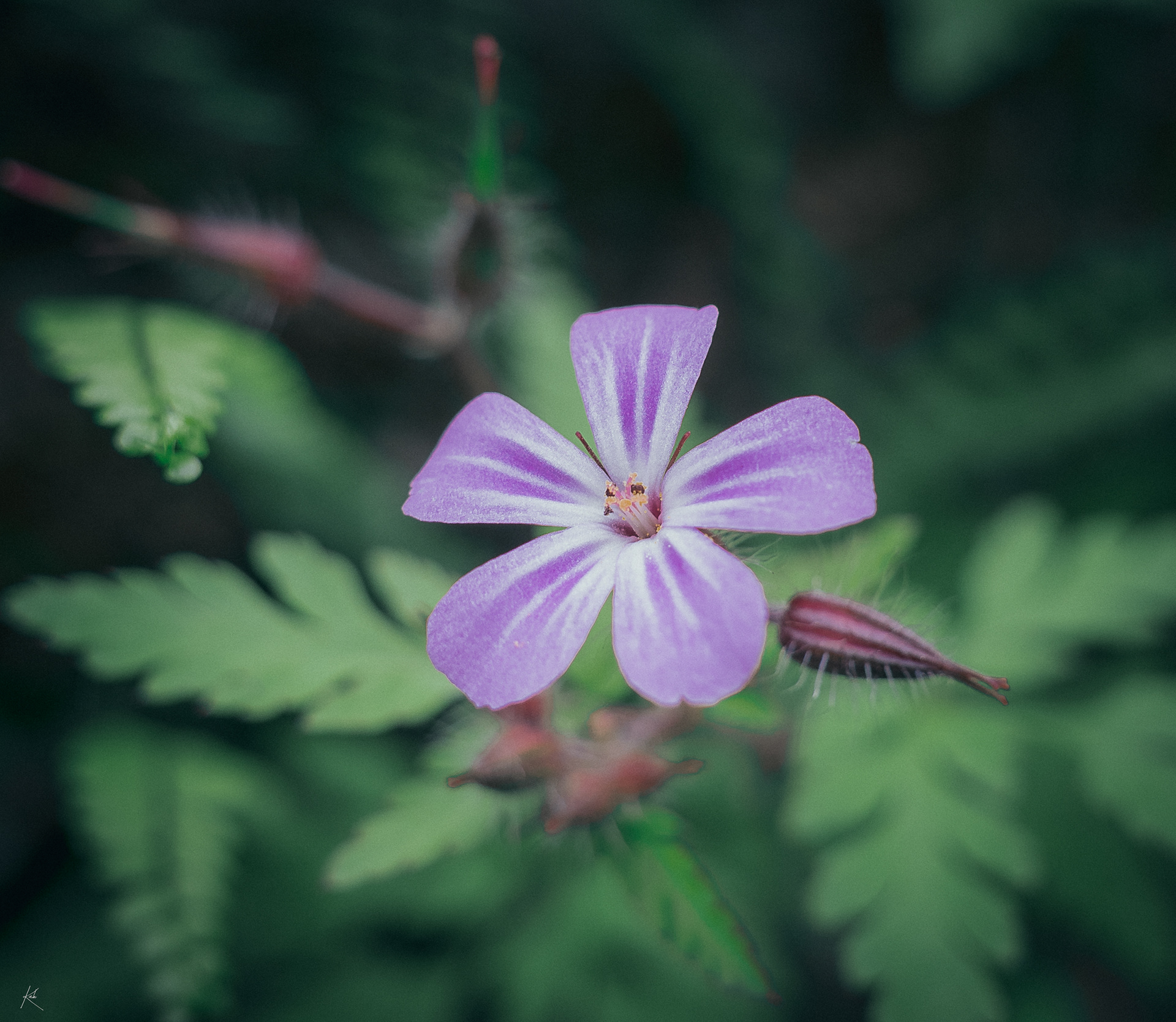Vitré, France — Geranium robertianum
