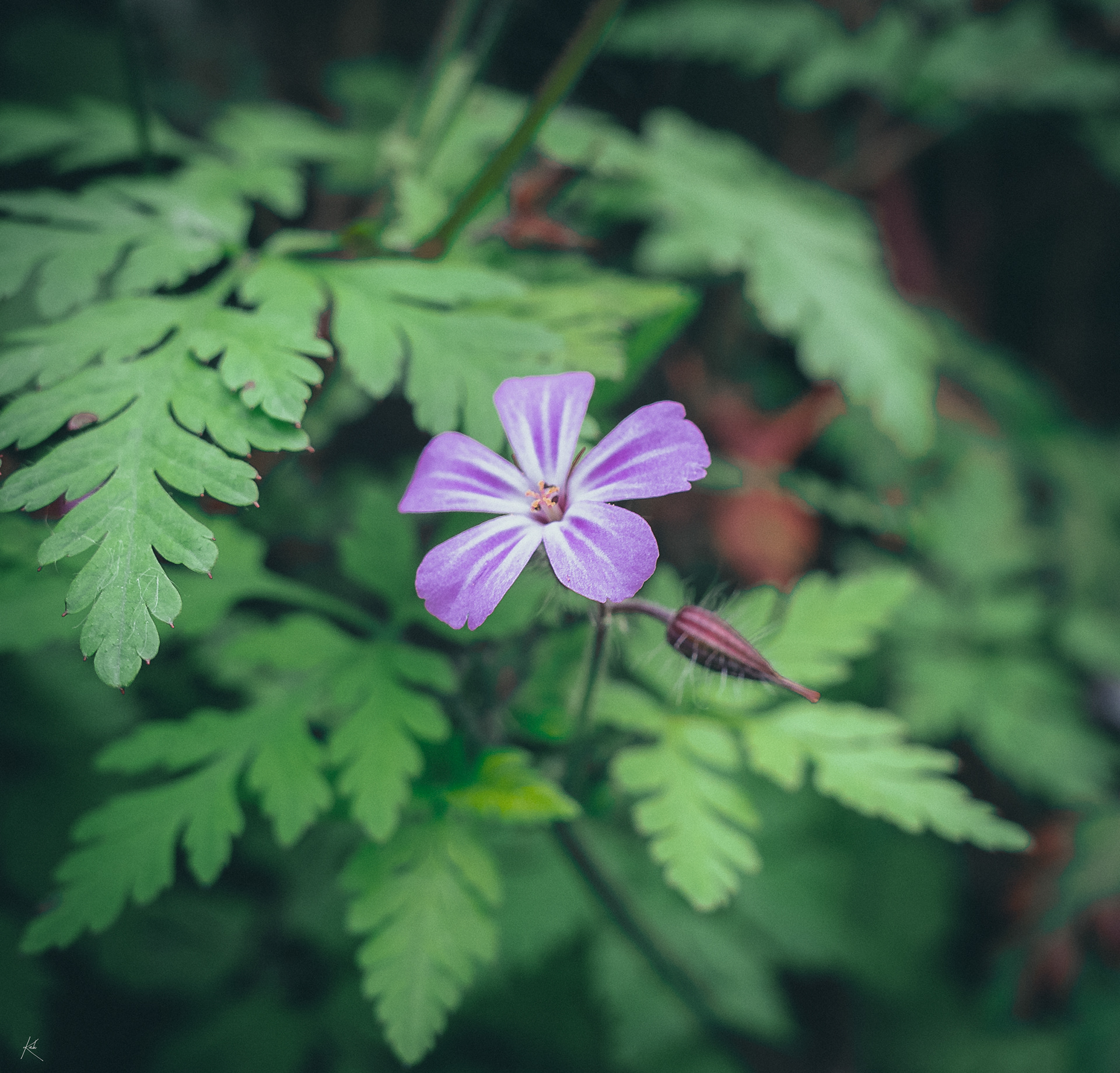 Vitré, France — Geranium robertianum