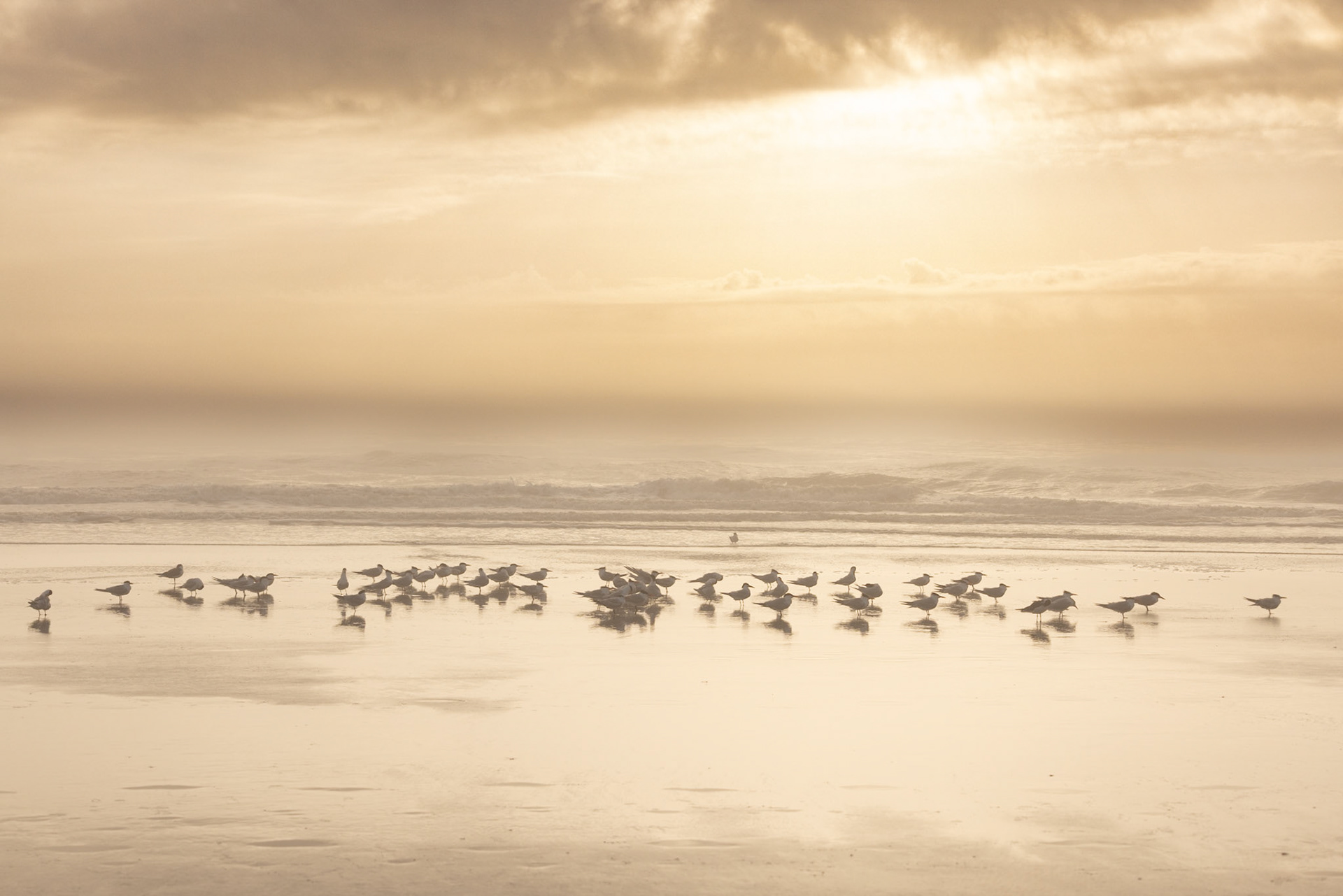 Foggy sunrise flock