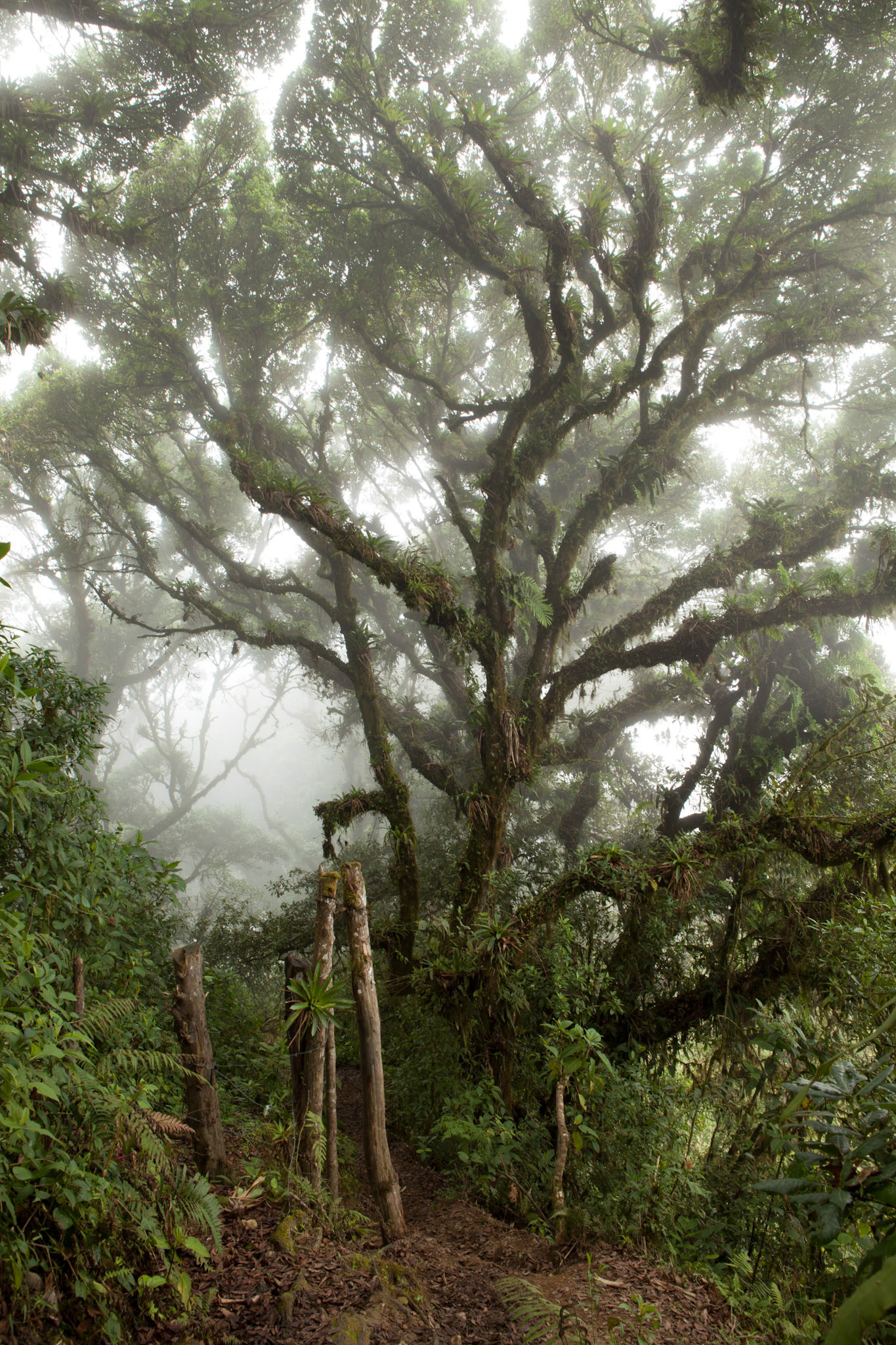 Misty mountain walk, Escazu Costa Rica