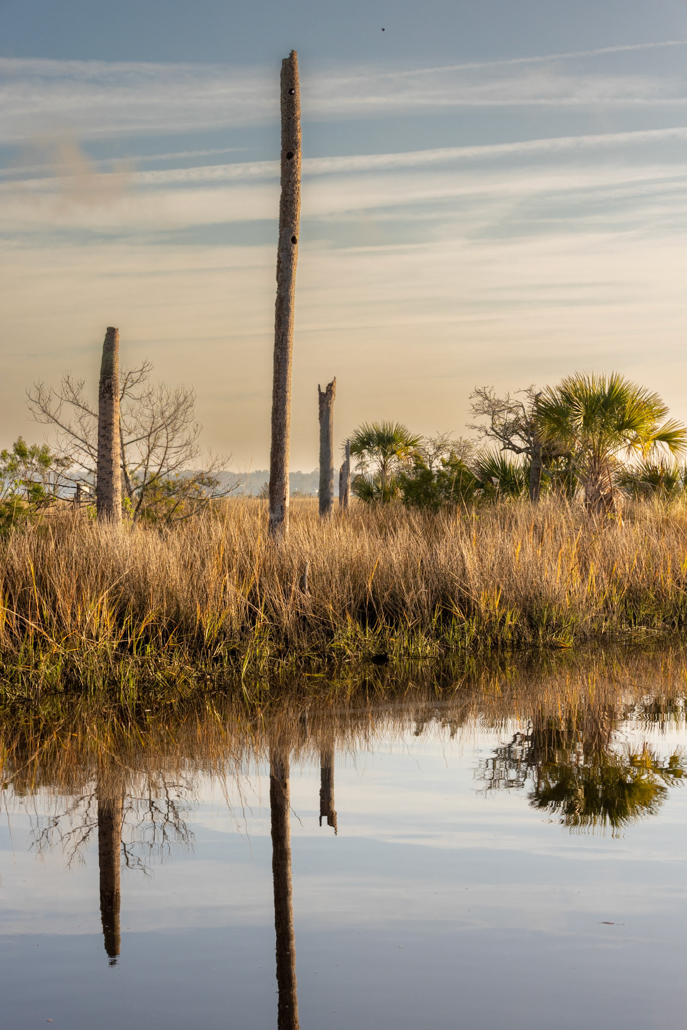 IWCC broken king palm in the march