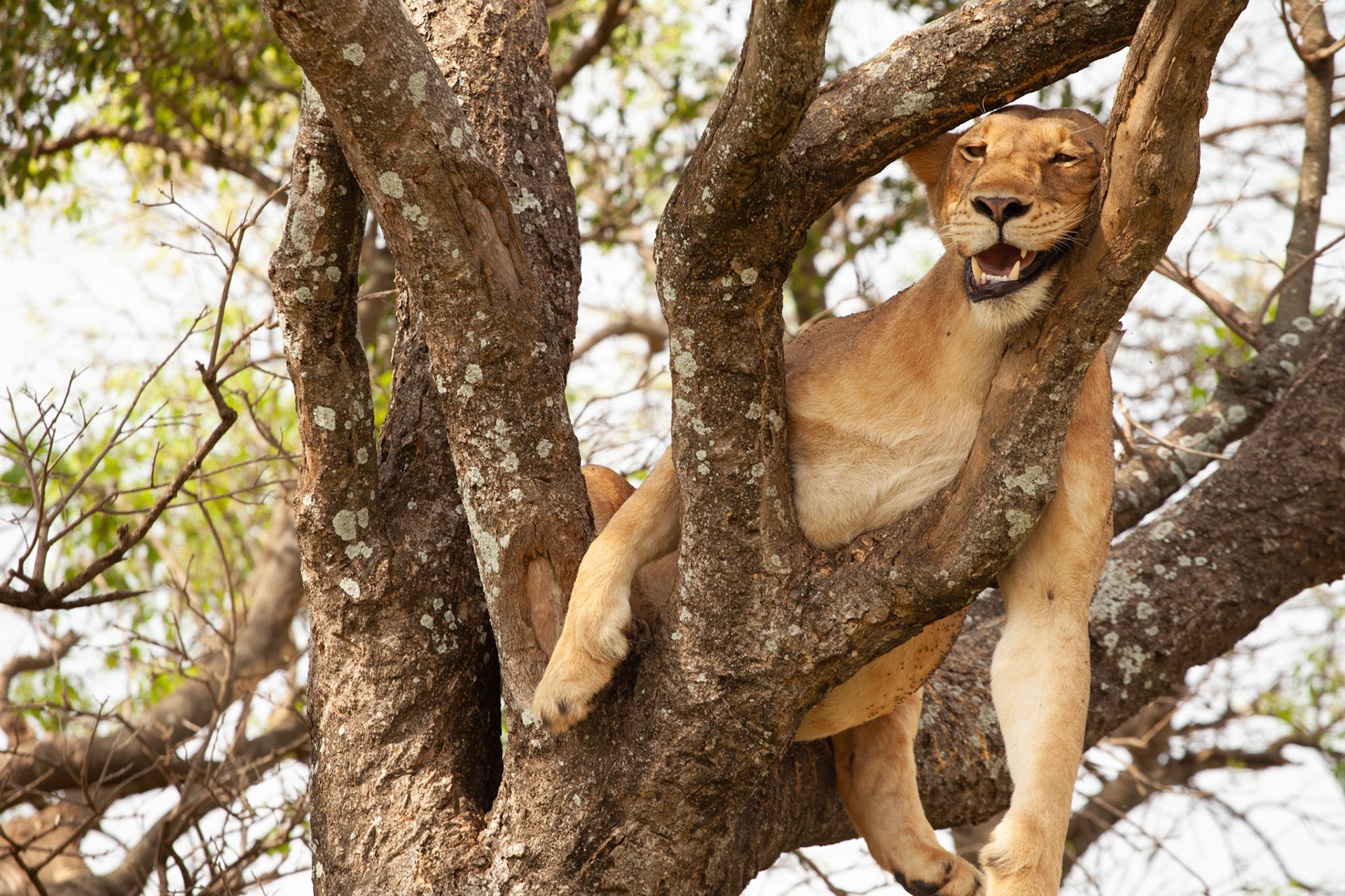 Nap time in Africa