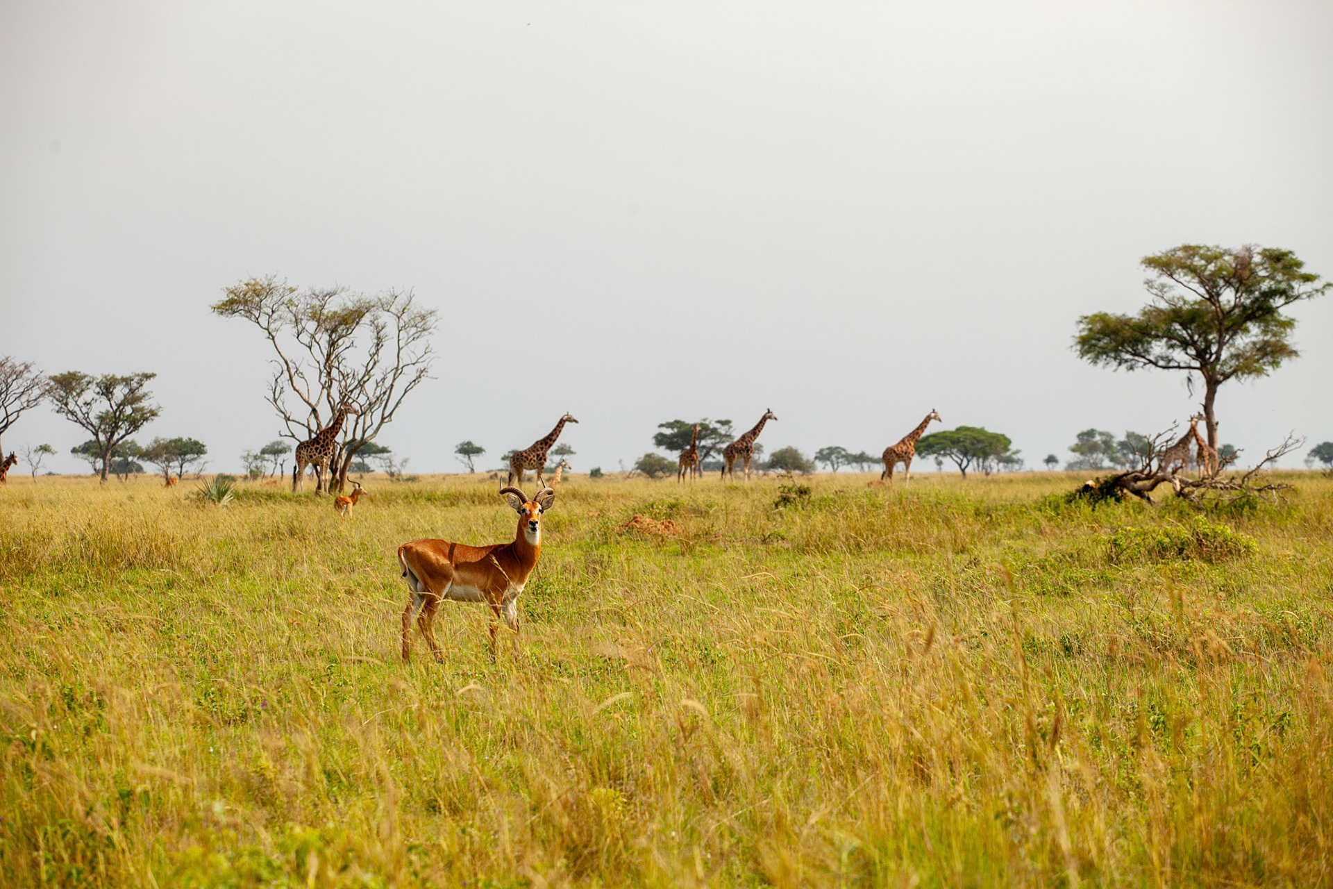 DLA (Deer Like Animal) on the plain
