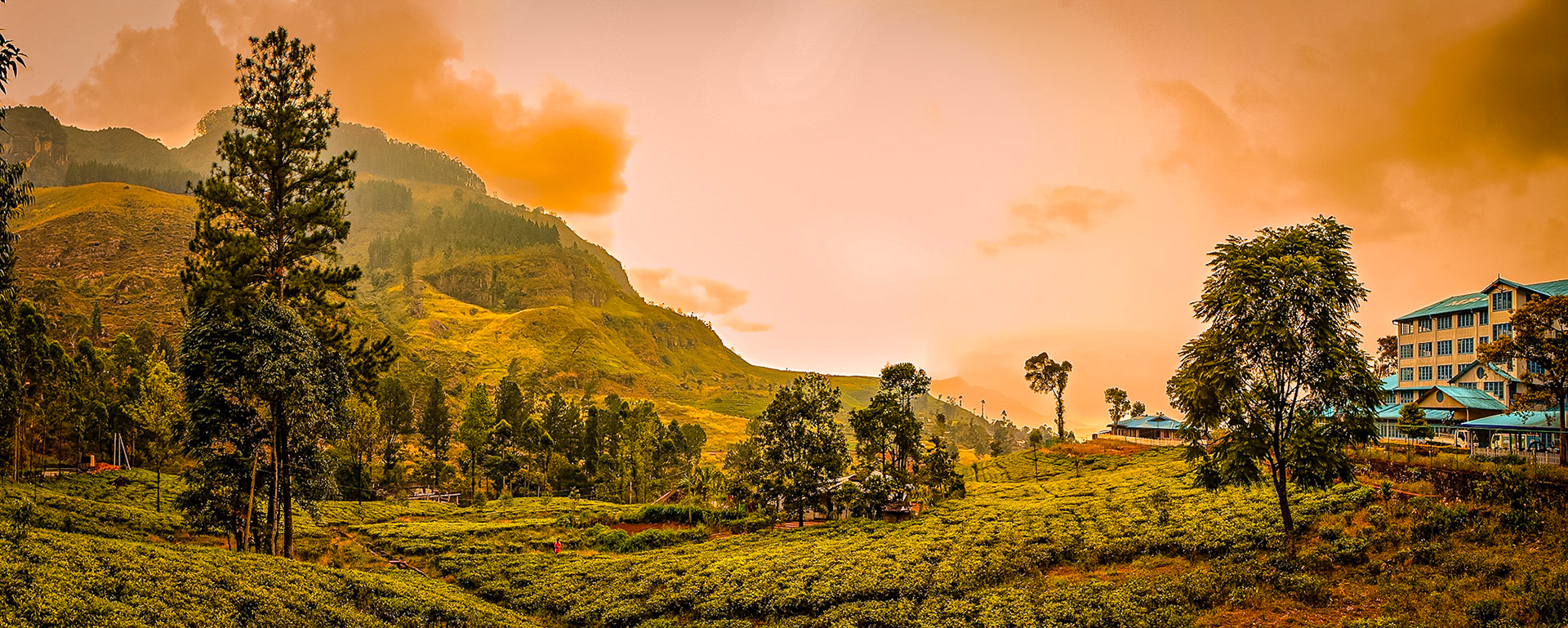Tea Plantation, Kandi, Sri Lanka