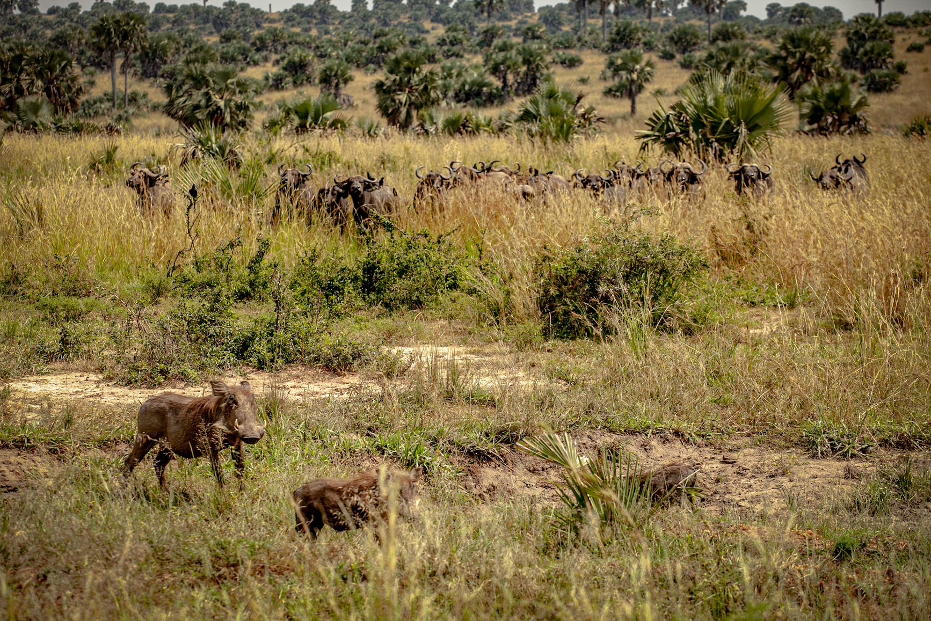 Warthog and Buffalos