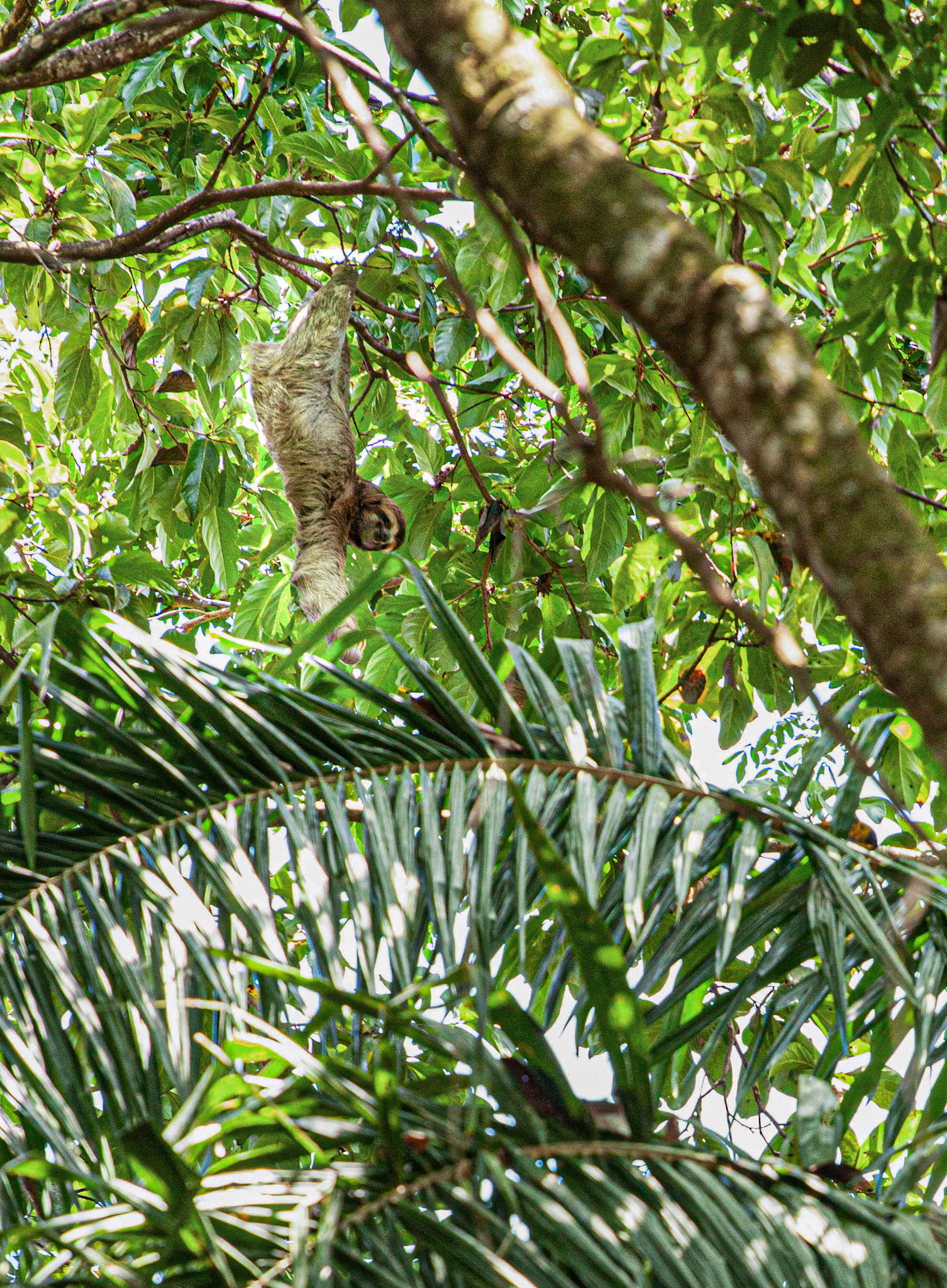 Sloth hanging