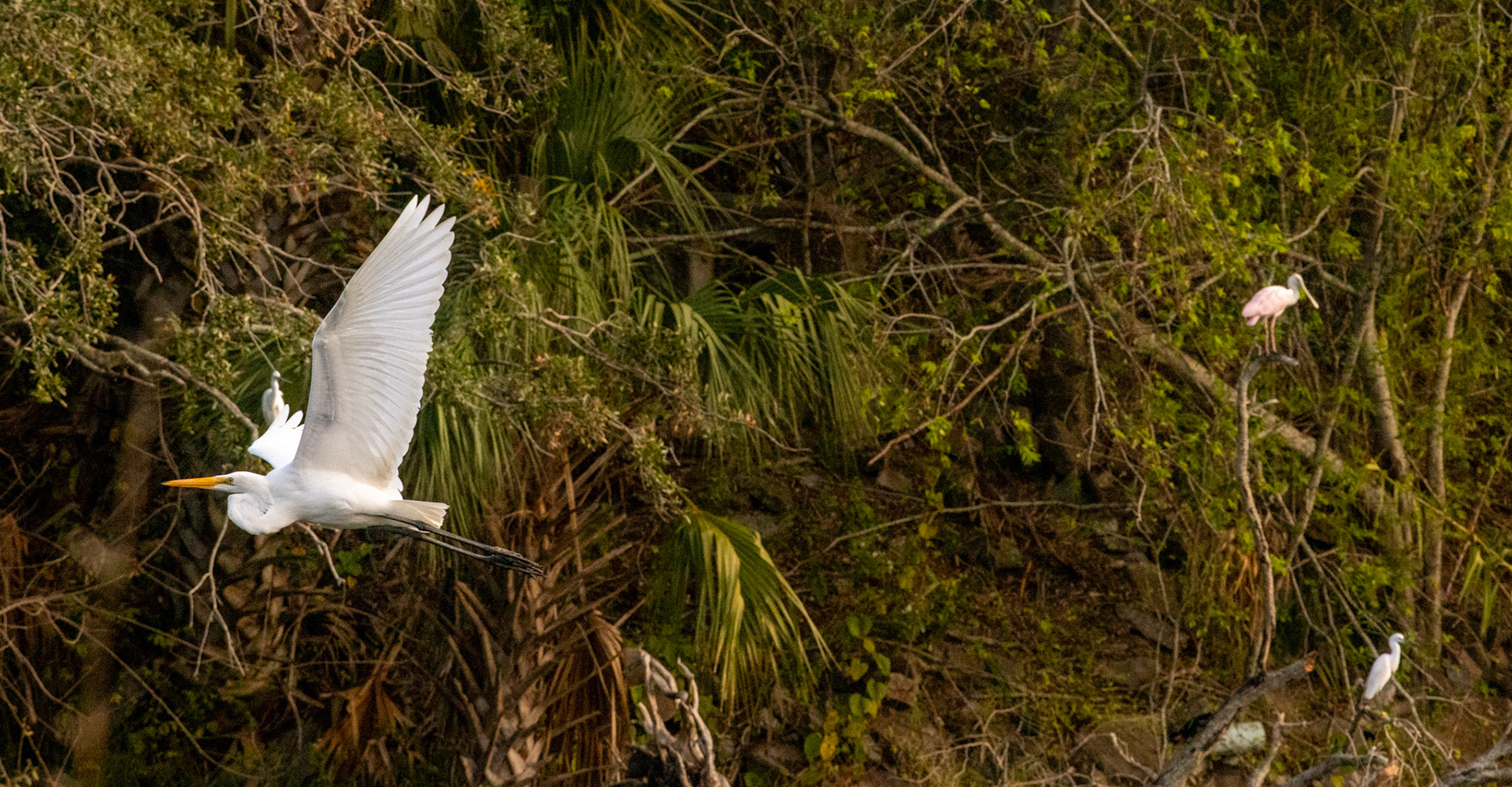Snowy Egret and Spoon Bills